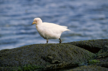 Petit Chionis,.Chionis minor, Black faced Sheathbill, Iles Falkland, Malouines