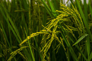 Fototapeta premium rice in the field