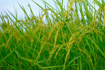 green grass in the wind
