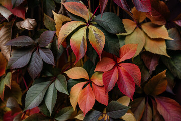 Colorful atumn leaves of virginia creeper covering the fence, the natural texture of multicolored...