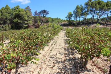 Fototapeta na wymiar A southern French vineyard in a very dry environment. Photo was taken on a sunny day in summer.
