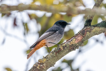 Black Redstart perched in a tree