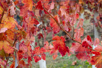 red vineyard leaves in autumn