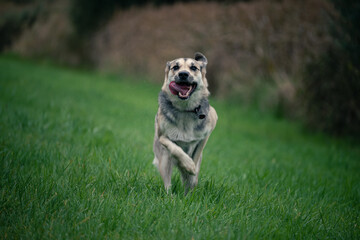 Shepherd Mix dog runnig in grass