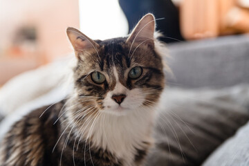 Portrait de chat