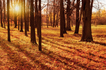beautiful forest landscape, sun rays in the park in autumn, natural landscape in the fall season, autumn wallpapers