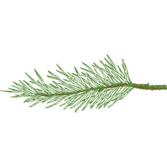 Hand Drawn Vector Evergreen Spruce or Pine Tree Branch Colorful Fir-needle Twig Sketch. Isolated