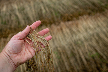 Rouissage de la fibre de lin dans un champ en Normandie