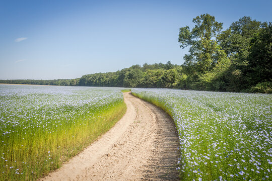 Champ de lin en fleurs en Normandie au mois de mai.