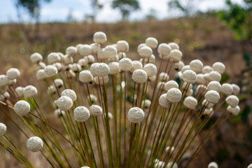 Foto macro de uma planta tipica do cerrado conhecida como chuveirinho