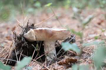 Petit champignon sous bois de chênes et de pins 