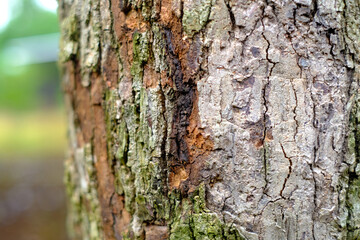 bark of a tree