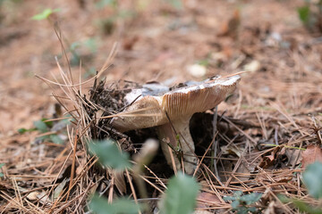 Petit champignon sous bois de chênes et de pins 