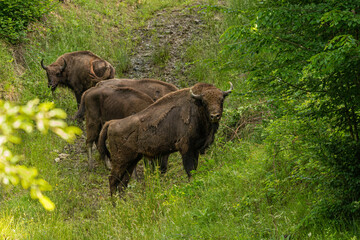buffalo in the forest (Armenis - Romania)