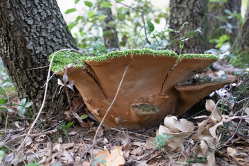 Petit champignon sous bois de chênes et de pins 