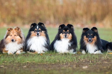 Naklejka na ściany i meble Nice group of beautiful purebred sheltand sheepdogs, sheltie lies outside on the green grass. Attentive tricolor and sable white little collie, lassie dogs outdoors on autumn sunny day 