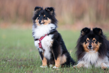 Nice group of beautiful purebred sheltand sheepdogs, sheltie lies outside on the green grass. Attentive tricolor and sable white little collie, lassie dogs outdoors on autumn sunny day 