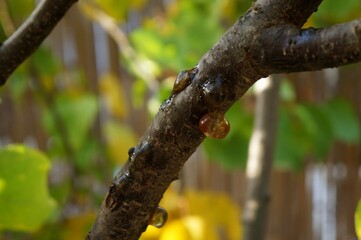 Resin on the apricot tree bark