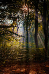 Light haze or morning fog. Sun shines through the trees in a forest. Sunny magical forest in the rays of the rising sun in the morning time. Sun rays emerging though the green trees