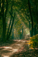 Obraz premium Trail through the autumnal forest on a foggy morning