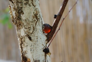 Resin on the apricot tree bark