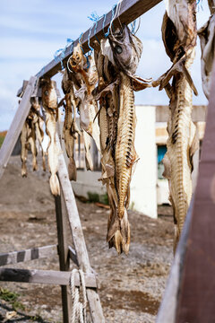 Dried cod fish hanging on wooden rail in countryside
