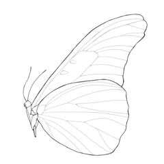 butterfly, vector illustration isolated on white background, hand drawing, ink