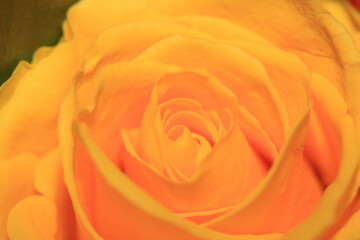 Close up of pretty romantic roses