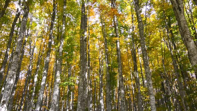 una leggera brezza muove le foglie autunnali nel bosco