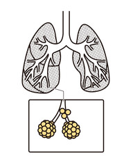 シンプル　イラスト　肺の構造