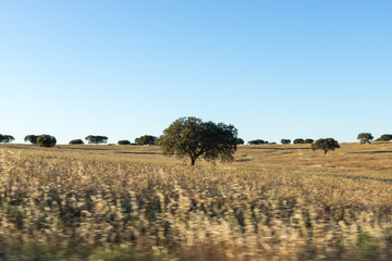 A beautiful field of holm oaks in the summer