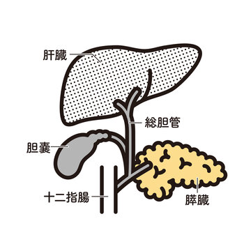シンプル　イラスト　肝臓　膵臓　胆嚢　十二指腸