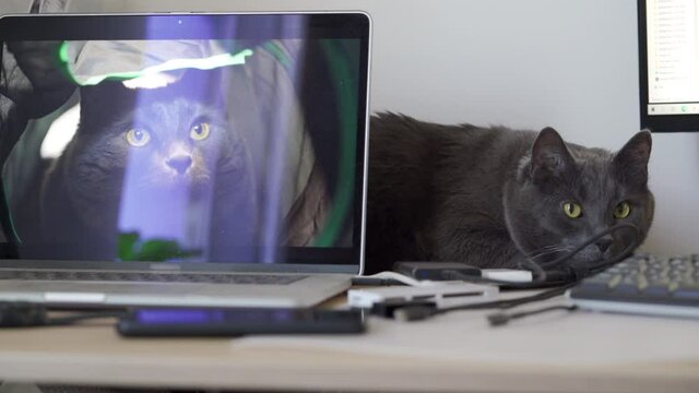 Domestic gray cat lying on computer table near laptop with his photo on the screen. High quality 4k footage