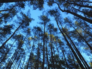 low angle view of Pine forest
