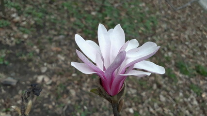 Beautiful flower in the garden for good colorful floral background