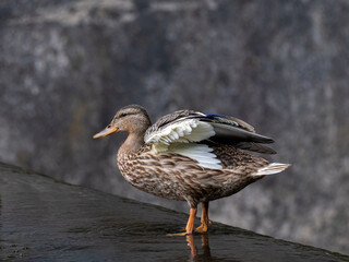 A female Mallard dabbling duck, Anas platyrhynchos closeup and posing, with a bokeh background.