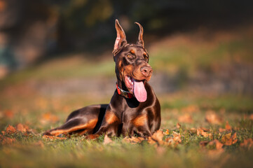 portrait of a doberman  dog