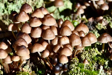 Fototapeten Pilze im Diersfordter Wald © ksch966