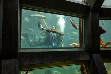 Diver is feeding fishes in Seattle aquarium.