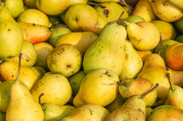 Garden yellow ripe pears. Fruits grown independently on your own farm are environmentally friendly. Fruits grown without chemical fertilizers.