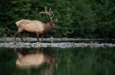 Bull Elk during the rut season in Autumn 