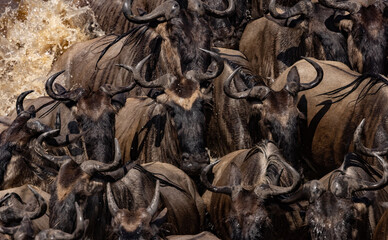 The great wildebeest and zebra migration in Africa 