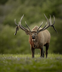 Naklejka na ściany i meble Bull Elk during the rut season in Autumn 