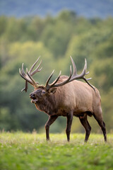 Naklejka na ściany i meble Bull Elk during the rut season in Autumn 