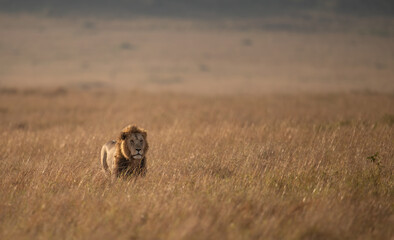 Fototapeta na wymiar A male lion in the Maasai Mara, Africa