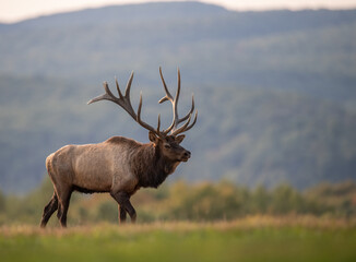 Bull Elk during the rut season in Autumn 