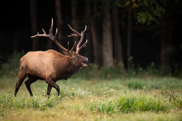 Bull Elk during the rut season in Autumn 