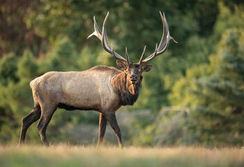 Fototapeta premium Bull Elk during the rut season in Autumn 