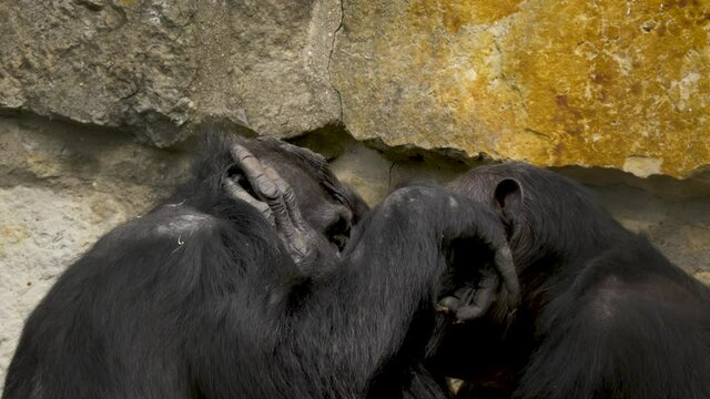 Two Chimpanzees (Pan troglodytes) grooming each other. Static side view against a rocky surface.
