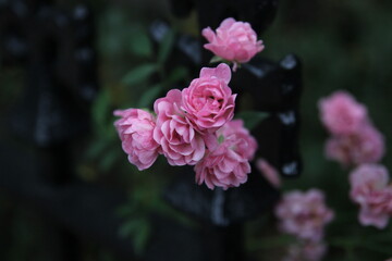 close up of pink flowers in the park
